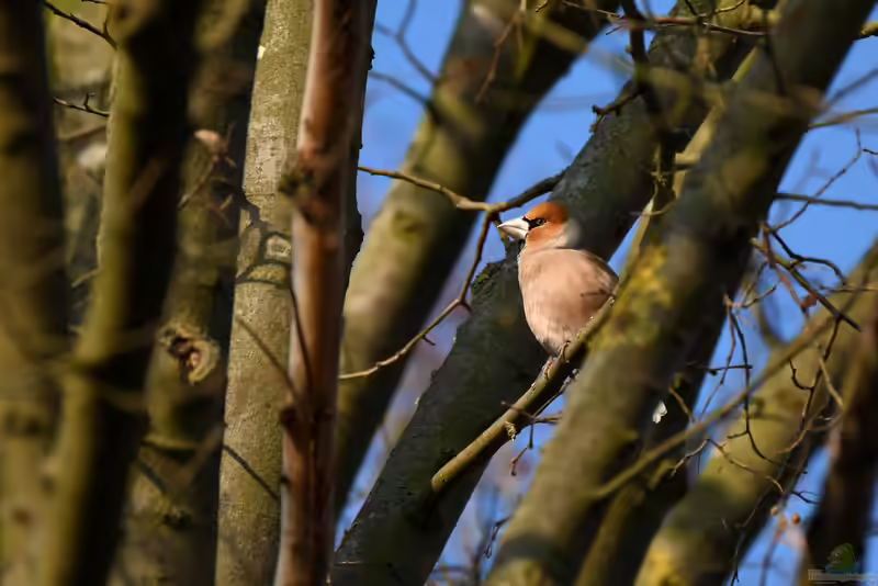 Coccothraustes coccothraustes im Garten (Einrichtungsbeispiele mit Kernbeißer)