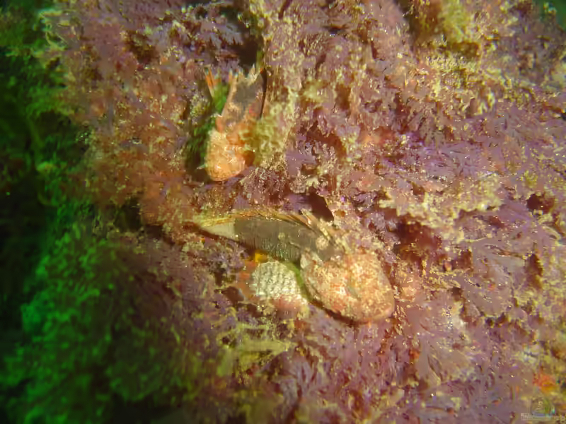 Coccotropsis gymnoderma im Aquarium halten (Einrichtungsbeispiele mit Glatthäutiger Drachenkopf)
