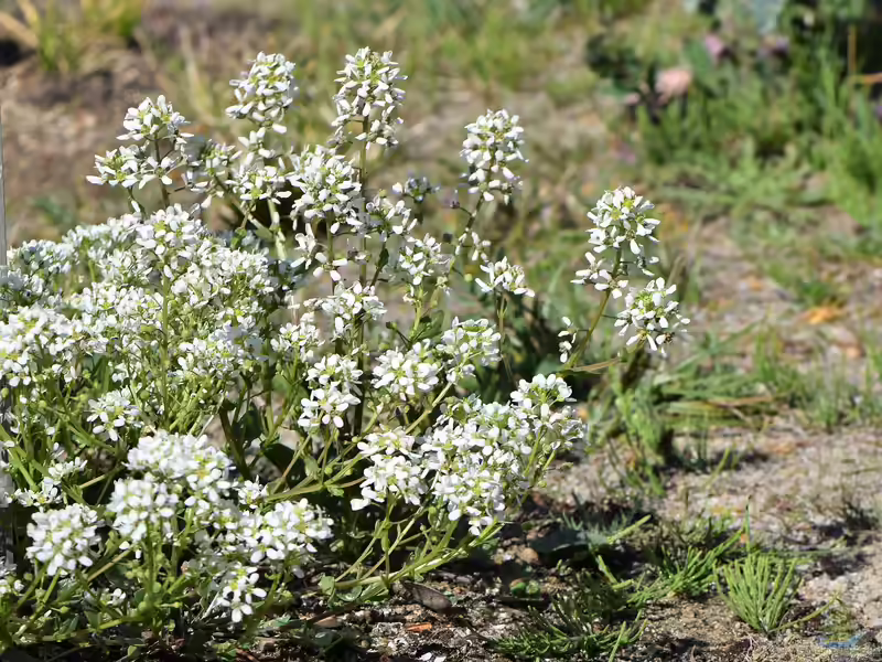 Cochlearia officinalis am Gartenteich (Einrichtungsbeispiele mit Gewöhnliches Löffelkraut)