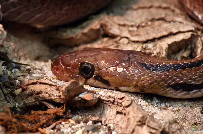 Coelognathus helenus im Terrarium halten (Einrichtungsbeispiele mit Indische Schmucknatter)
