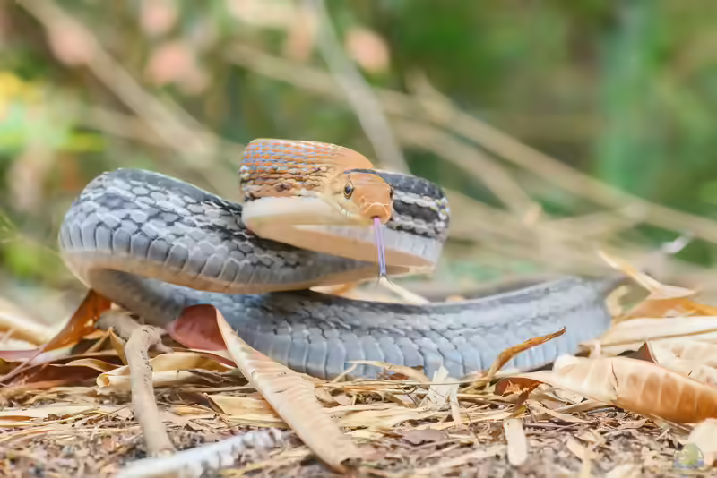 Coelognathus radiatus im Terrarium halten (Einrichtungsbeispiele mit Strahlennatter)