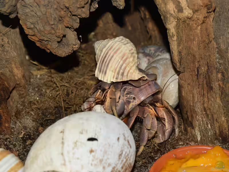 Coenobita brevimanus im Terrarium halten (Einrichtungsbeispiele für Kurzscheren-Landensiedlerkrebs)