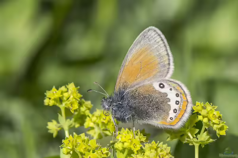 Alpen-Wiesenvögelchen im Garten (Einrichtungsbeispiele mit Coenonympha gardetta)