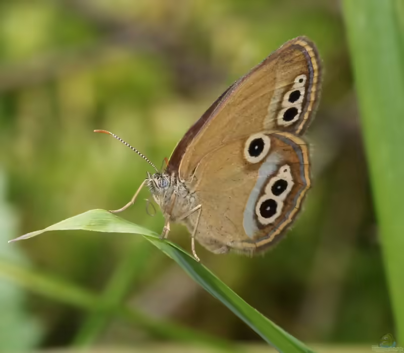 Moor-Wiesenvögelchen: Coenonympha oedippus im Garten (Einrichtungsbeispiele mit Coenonympha oedippus)