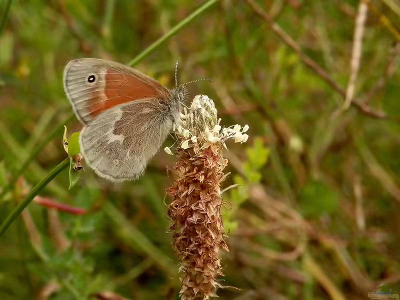 Großes Wiesenvögelchen im Garten (Einrichtungsbeispiele mit Coenonympha tullia)