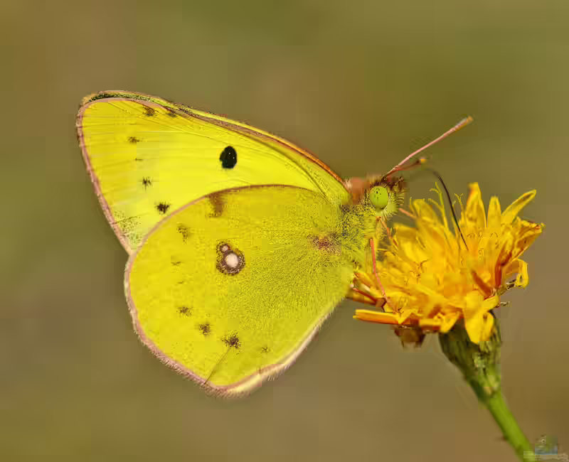Hufeisenkleegelbling im Garten (Einrichtungsbeispiele mit Colias alfacariensis)