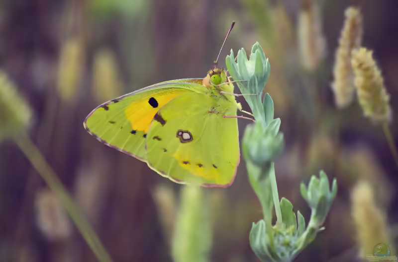 Wander-Gelbling: Colias croceus im Garten (Einrichtungsbeispiele mit Colias croceus)