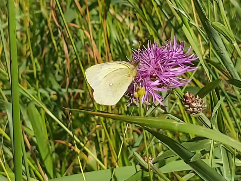 Hochmoorgelbling im Garten (Einrichtungsbeispiele mit Colias palaeno)