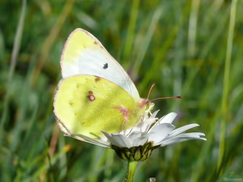 Alpengelbling im Garten (Einrichtungsbeispiele mit Colias phicomone)
