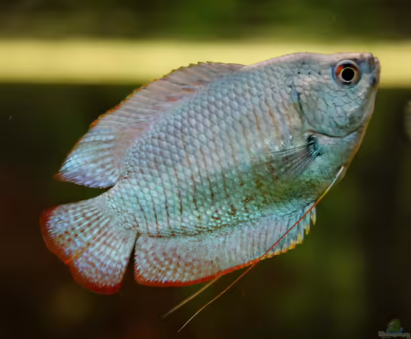 Colisa lalia im Aquarium halten (Einrichtungsbeispiele mit Zwergfadenfisch)