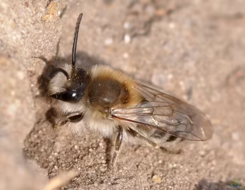 Colletes cunicularius im Garten (Einrichtungsbeispiele mit Frühlings-Seidenbiene)