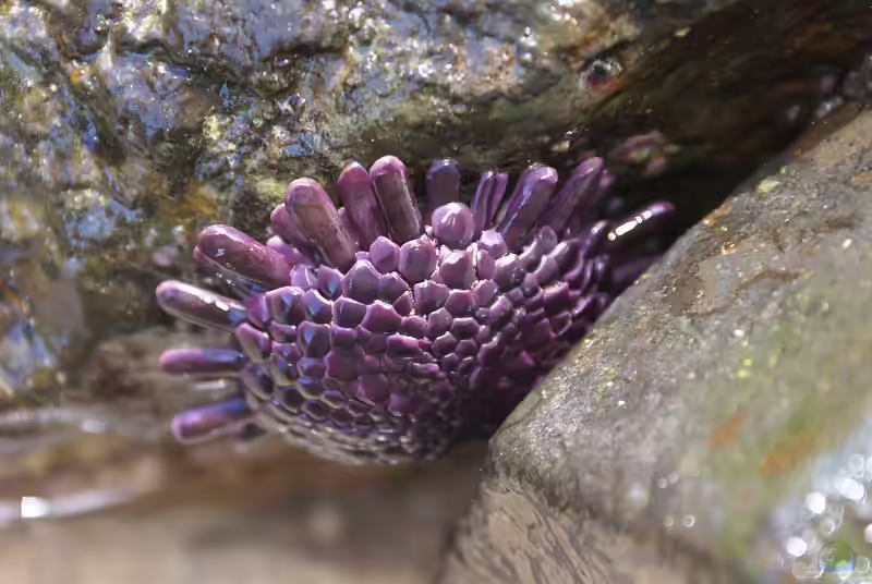 Colobocentrotus atratus im Aquarium halten (Einrichtungsbeispiele für Helmseeigel)