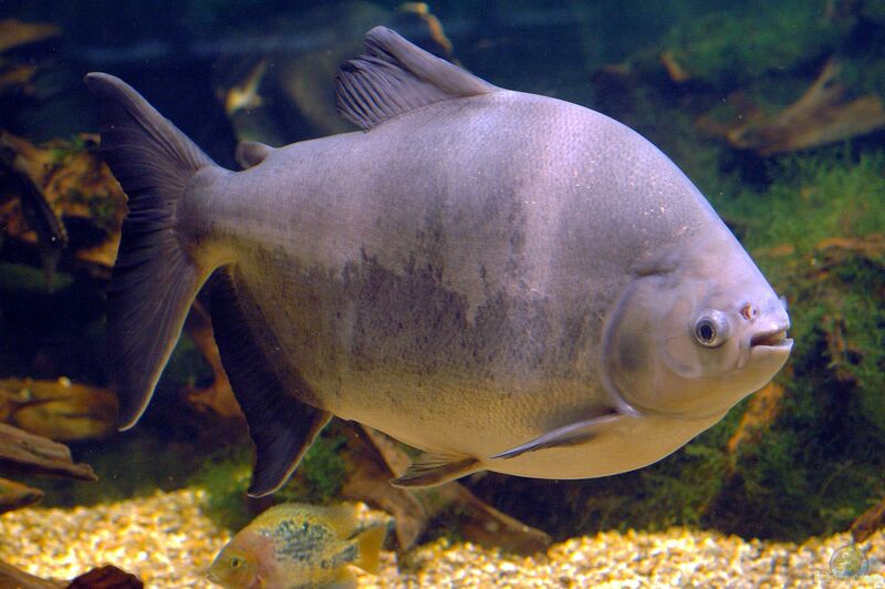 Colossoma macropomum im Aquarium halten (Einrichtungsbeispiele für Schwarzer Pacu)