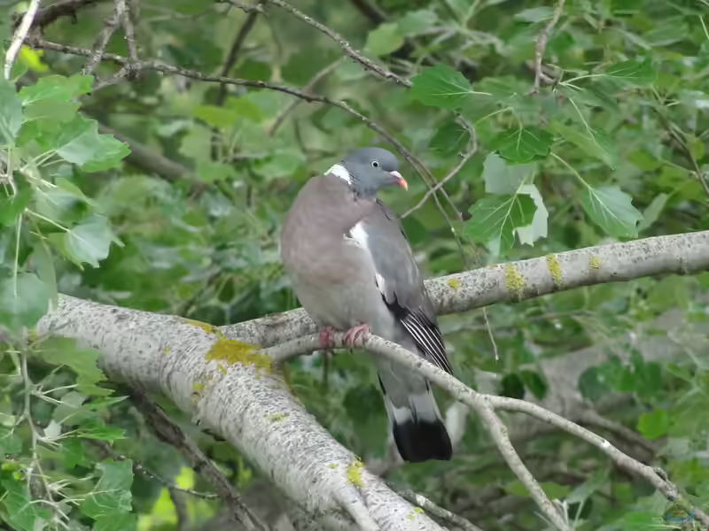 Columba palumbus im Garten (Einrichtungsbeispiele mit Ringeltaube)