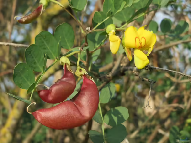 Colutea arborescens im Garten pflanzen (Einrichtungsbeispiele mit Gelber Blasenstrauch)