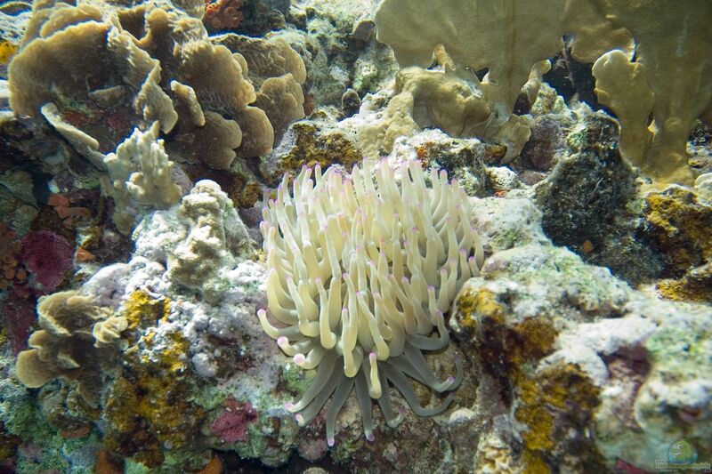 Condylactis gigantea im Aquarium halten (Einrichtungsbeispiele für Karibische Goldrose)