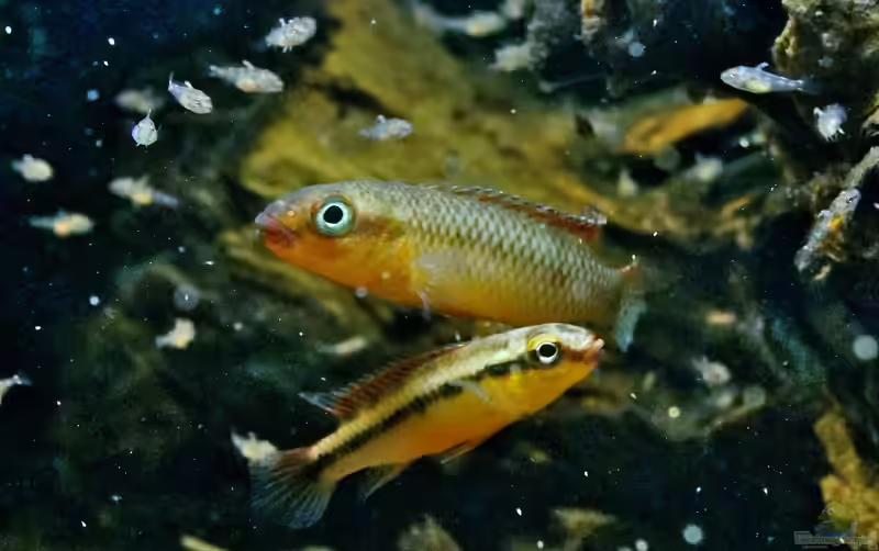 Congochromis dimidiatus im Aquarium halten (Einrichtungsbeispiele für Roter Kongocichlide)