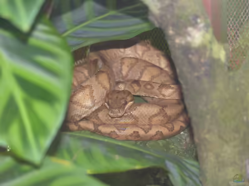 Corallus annulatus im Terrarium halten (Einrichtungsbeispiele mit Ringelboa)