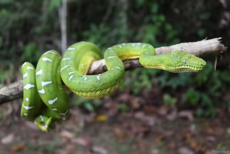Corallus batesii im Terrarium halten (Einrichtungsbeispiele mit Smaragdbaumboa)