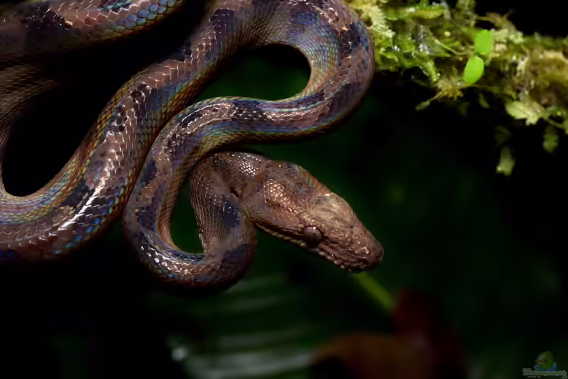 Corallus blombergi im Terrarium halten (Einrichtungsbeispiele mit Blomberg-Baumboa)