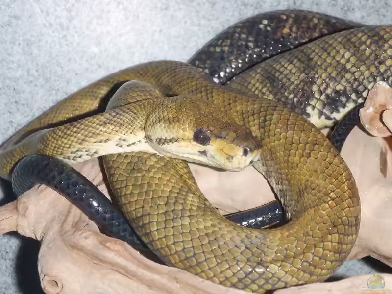 Corallus ruschenbergerii im Terrarium halten (Einrichtungsbeispiele mit Ruschenbergers Gartenboa)