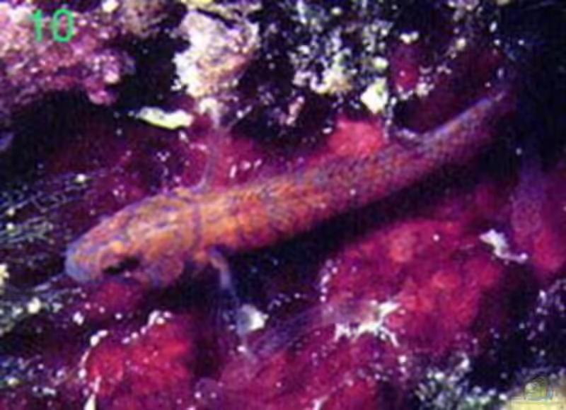 Corcyrogobius liechtensteini im Aquarium halten (Einrichtungsbeispiele für Liechtenstein-Grundel)