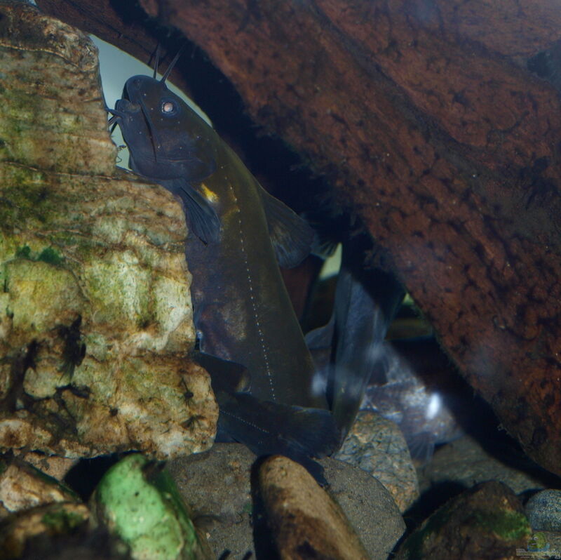 Coreobagrus ichikawai im Aquarium halten (Einrichtungsbeispiele für Nekogigi)  - Coreobagrus-ichikawaiaquarium