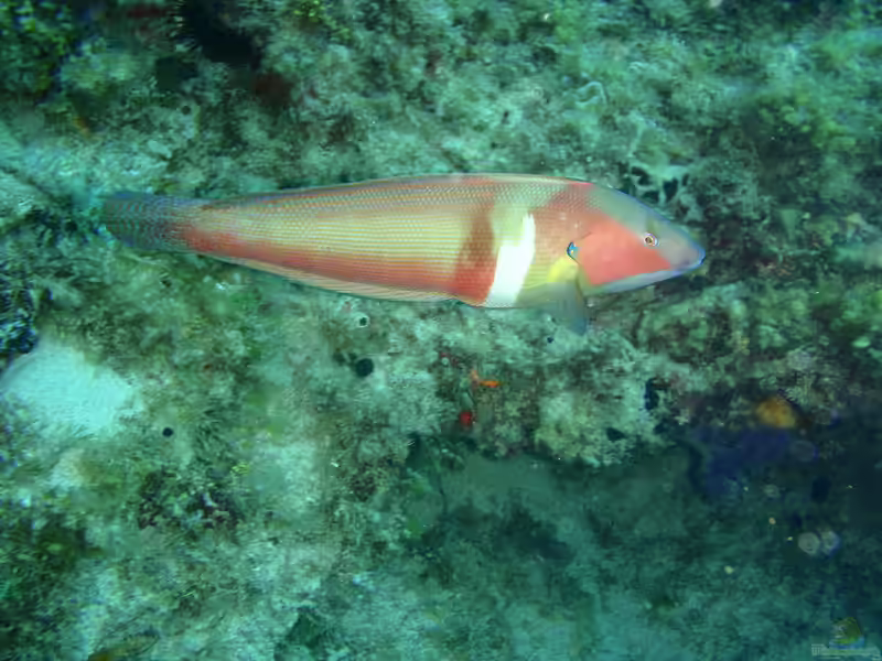 Coris auricularis im Aquarium halten (Einrichtungsbeispiele für Westlicher Königslippfisch)