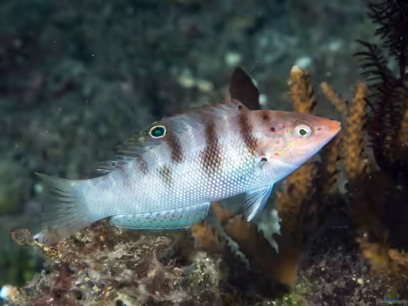 Coris batuensis im Aquarium halten (Einrichtungsbeispiele für Batu Regenbogen-Lippfisch)