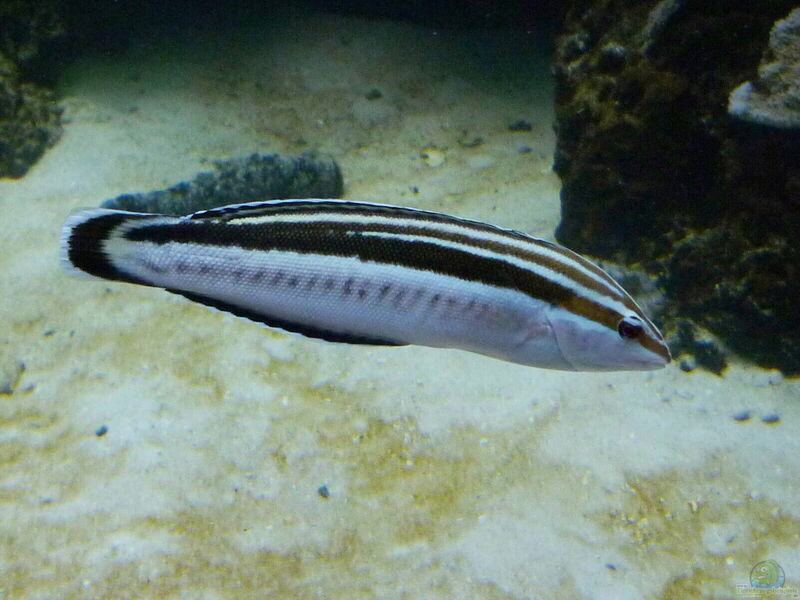 Coris flavovittata im Aquarium halten (Einrichtungsbeispiele für Hawaii-Lippfisch)  - Coris-flavovittataaquarium
