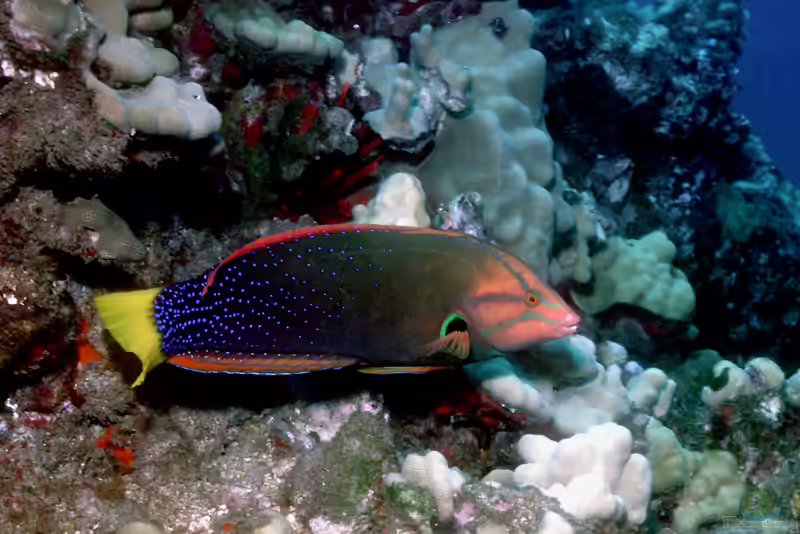 Coris gaimard im Aquarium halten (Einrichtungsbeispiele für Clown-Junker)
