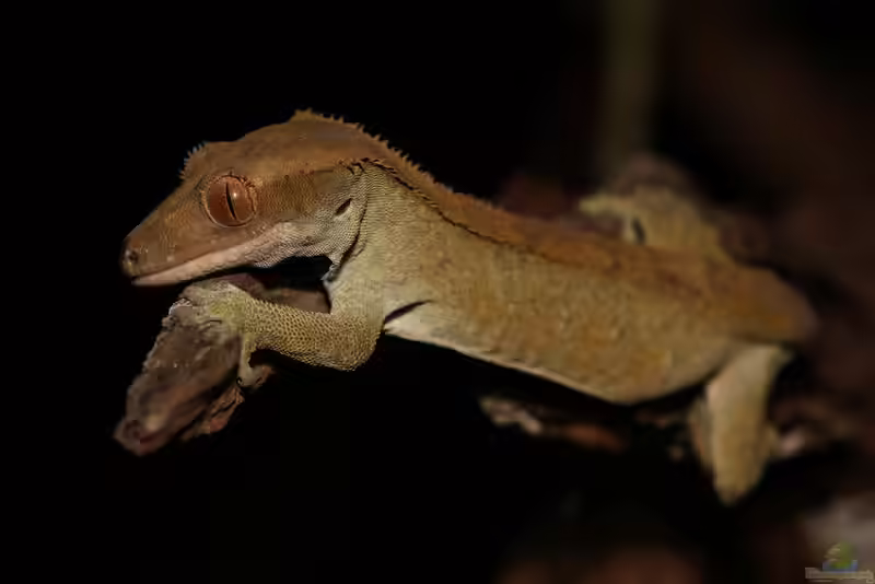 Correlophus ciliatus im Terrarium halten (Einrichtungsbeispiele mit Neukaledonischer Kronengecko)