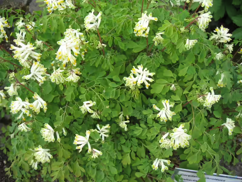 Corydalis ochroleuca im Garten pflanzen (Einrichtungsbeispiele mit Gelblichweißer Lerchensporn)