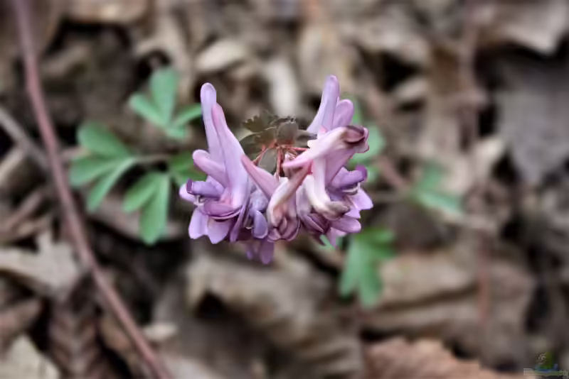 Corydalis pumila im Garten pflanzen (Einrichtungsbeispiele mit Zwerg-Lerchensporn)