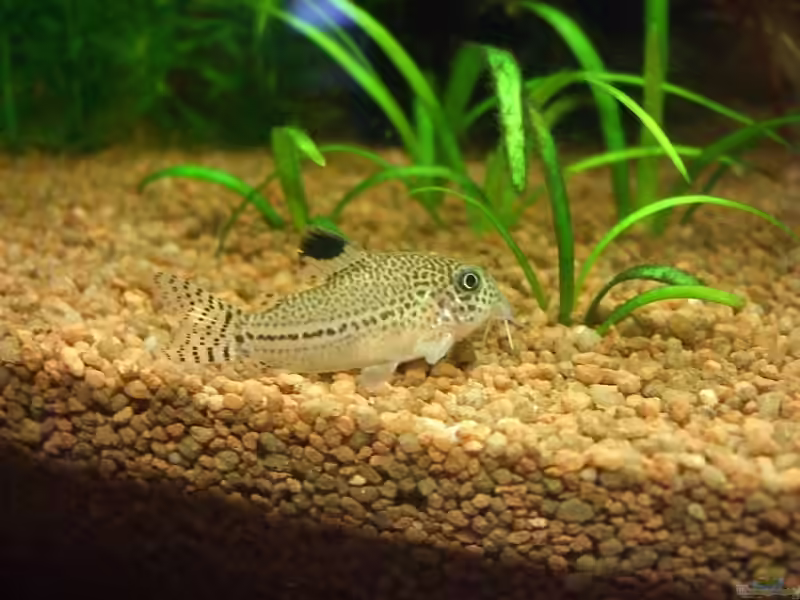Corydoras leopardus im Aquarium halten (Einrichtungsbeispiele mit Leopard-Panzerwels)