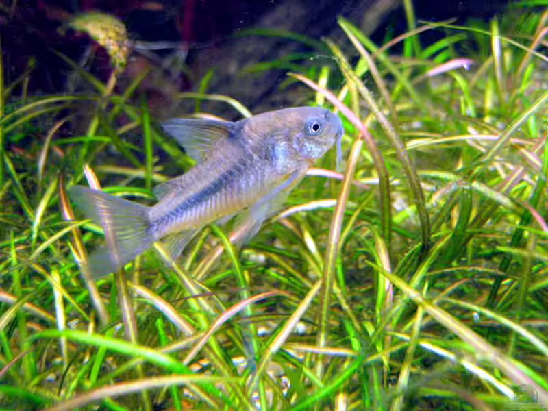 Corydoras nattereri im Aquarium halten (Einrichtungsbeispiele für Blauer Panzerwels)