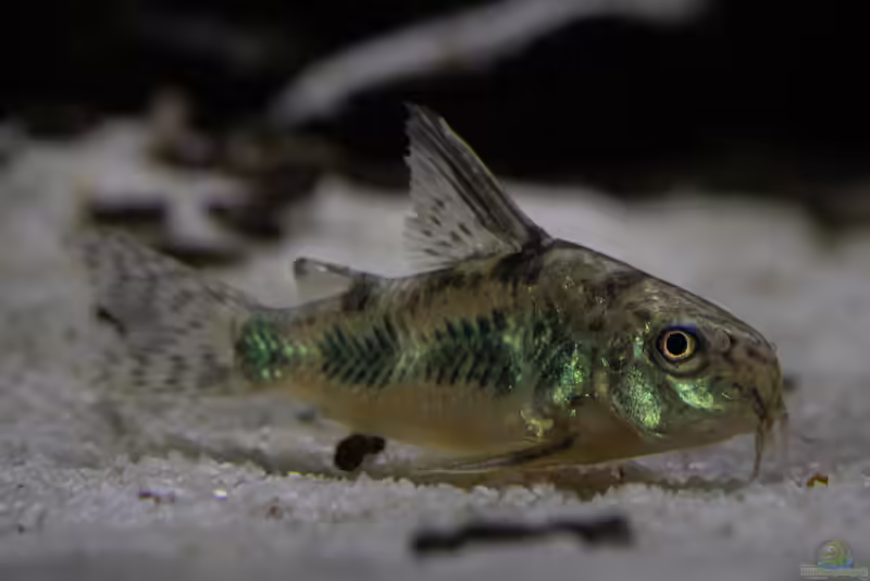 Hoplisoma paleatum im Aquarium halten (Einrichtungsbeispiele mit Stromlinien-Panzerwels)