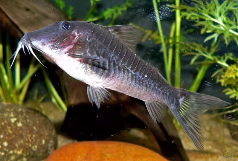 Corydoras semiaquilus im Aquarium halten (Einrichtungsbeispiele für Flügelpanzerwels)