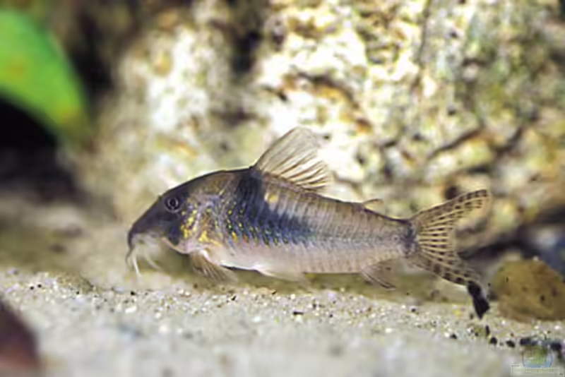 Corydoras septentrionalis im Aquarium halten (Einrichtungsbeispiele für Langschnauzen-Panzerwels)