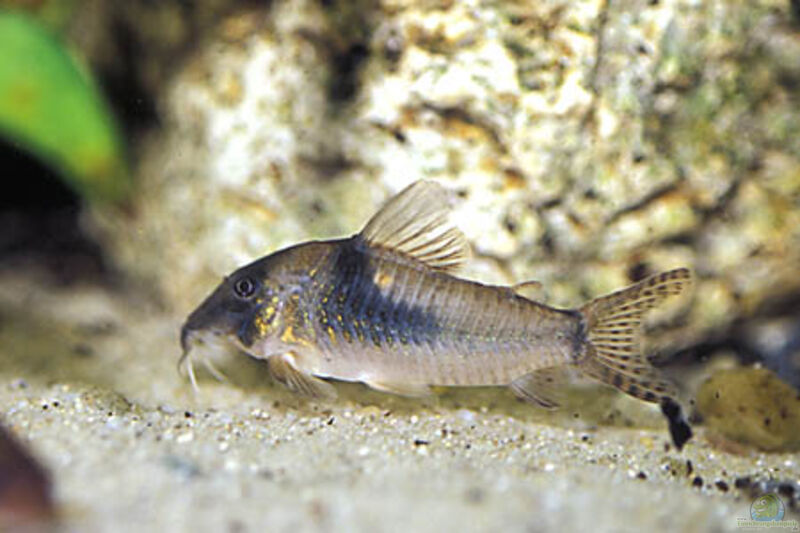 Corydoras septentrionalis im Aquarium halten (Einrichtungsbeispiele für Langschnauzen-Panzerwels)  - Corydoras-septentrionalis-slnkaquarium
