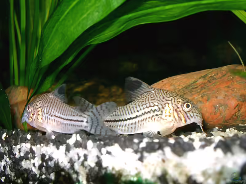 Corydoras trilineatus im Aquarium halten (Einrichtungsbeispiele mit Dreilinien-Panzerwels)