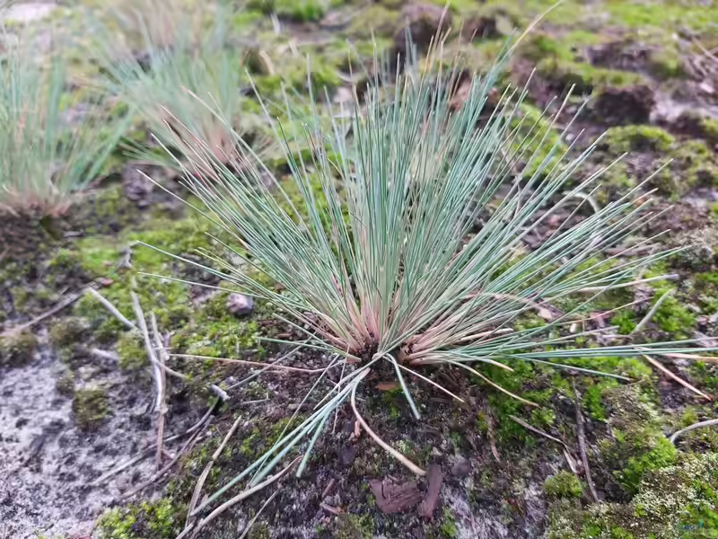 Corynephorus canescens im Garten pflanzen (Einrichtungsbeispiele mit Silbergras)