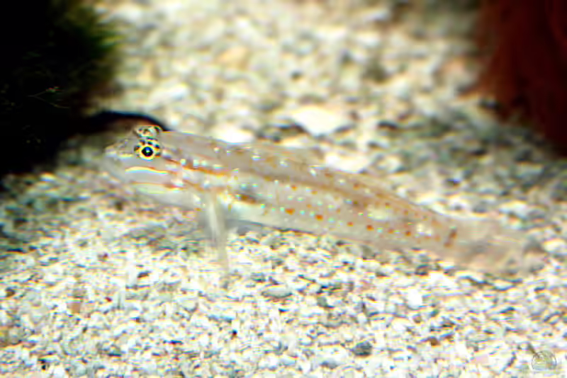 Coryphopterus glaucofraenum im Aquarium halten (Einrichtungsbeispiele für Gepunktete Glasgrundel)