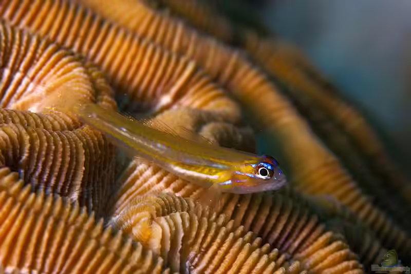 Coryphopterus lipernes im Aquarium halten (Einrichtungsbeispiele für Pfefferminzgrundel)