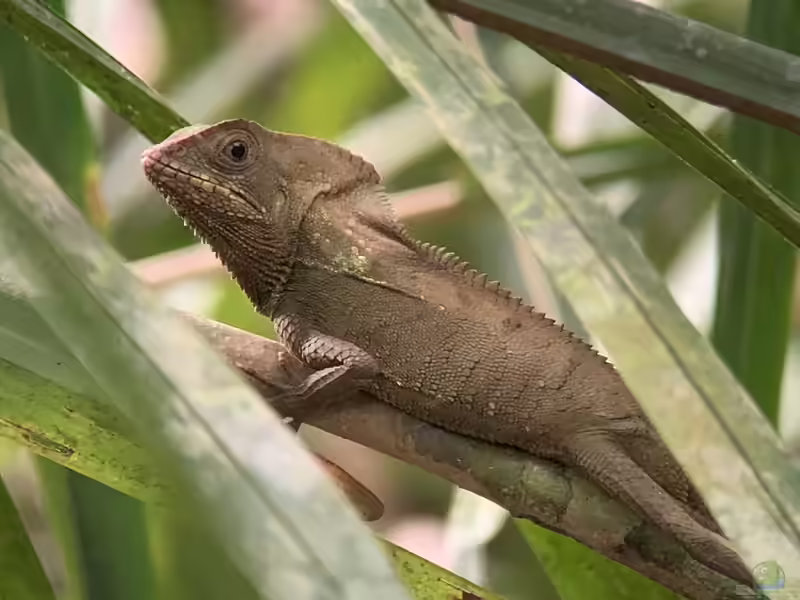Corytophanes cristatus im Terrarium halten (Einrichtungsbeispiele für Kronenbasilisk)