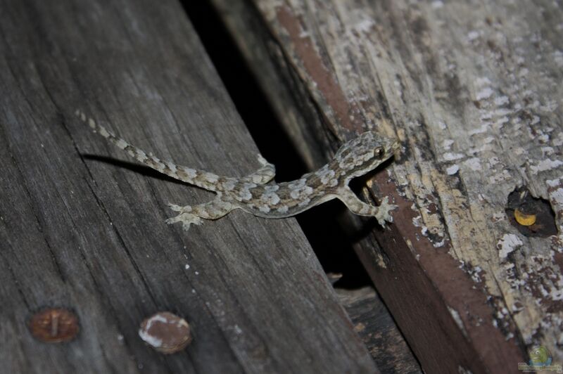 Cosymbotus platyurus im Terrarium halten (Einrichtungsbeispiele für Saumschwanz-Hausgecko)