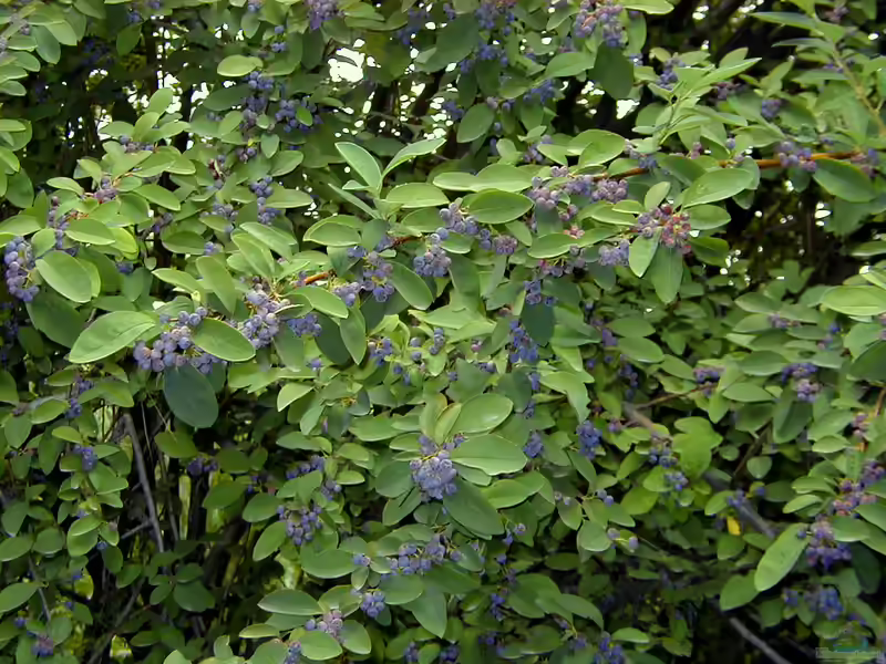 Cotoneaster acutifolius im Garten pflanzen (Einrichtungsbeispiele mit Peking-Zwergmispel)