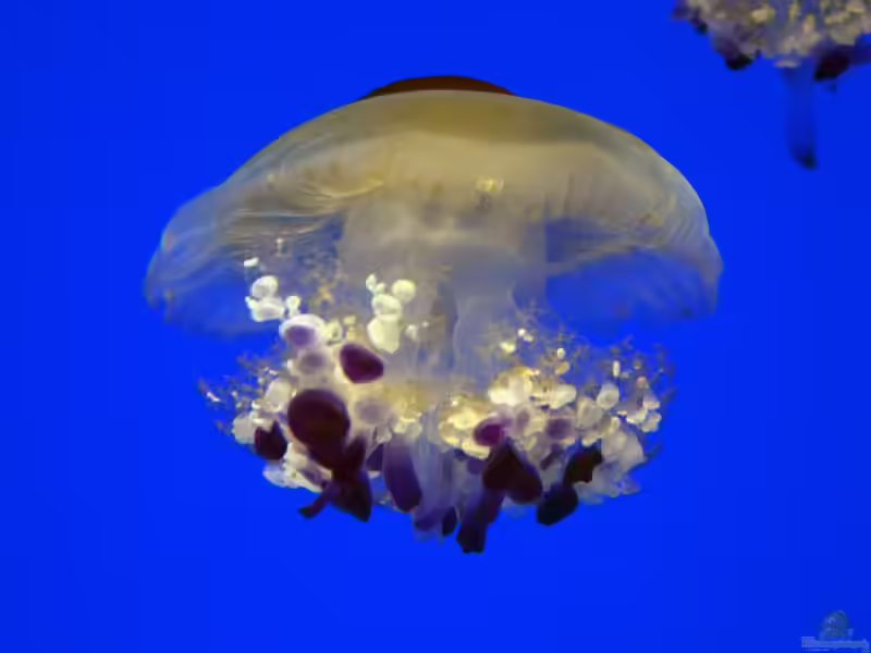 Cotylorhiza tuberculata im Aquarium halten (Einrichtungsbeispiele für Spiegeleiqualle)