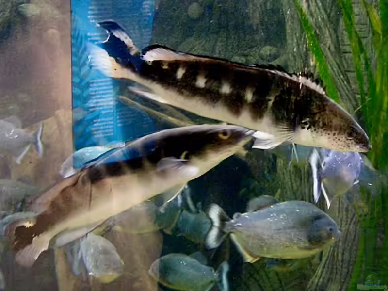 Crenicichla marmorata im Aquarium halten (Einrichtungsbeispiele für Crenicichla marmorata)