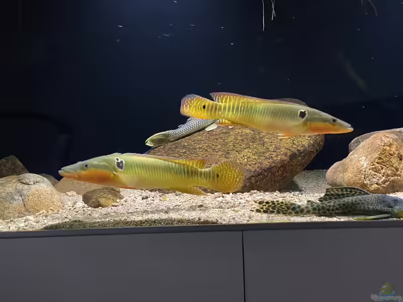 Crenicichla im Aquarium halten (Einrichtungsbeispiele mit Hechtbuntbarsch-Arten)